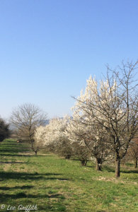 Blossoming cherry trees by Gottenheim